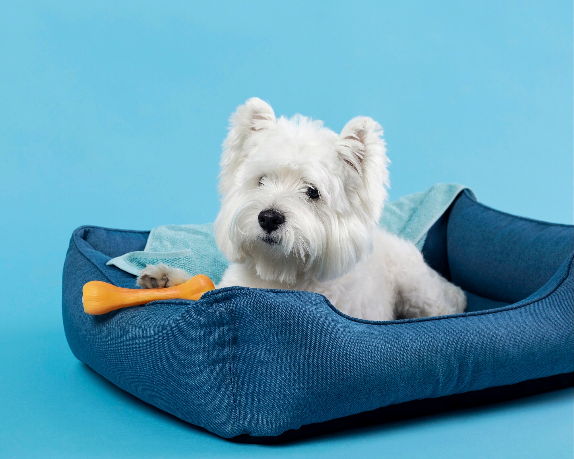 adorable-white-little-puppy_23-2148985895