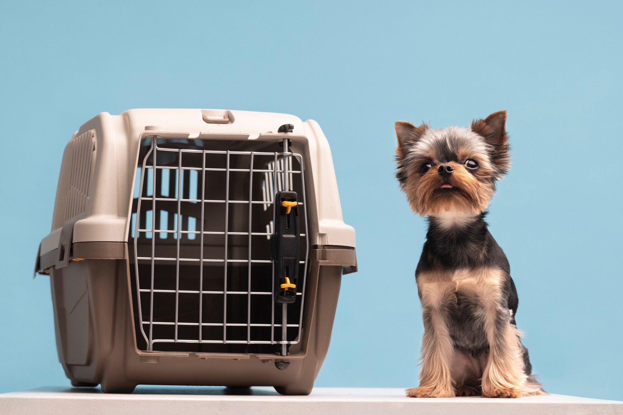 beautiful-pet-portrait-small-dog-with-cage_23-2149218436
